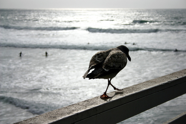 bird and surfers