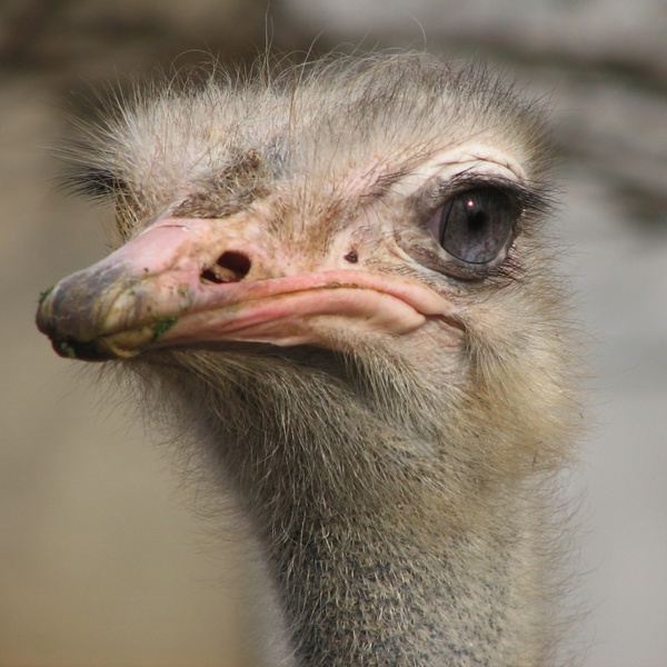bird animal ostrich