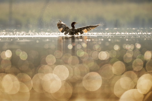 duck swimming on sunshine calm lake