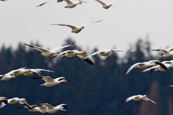 bird blur daytime flight flock fly fowl geese 
