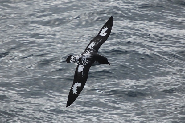 bird cape petrel sea