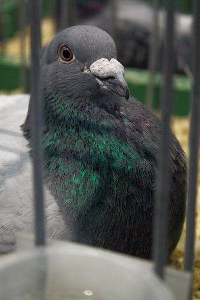 bird dove pigeons