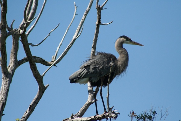 bird everglades duck 