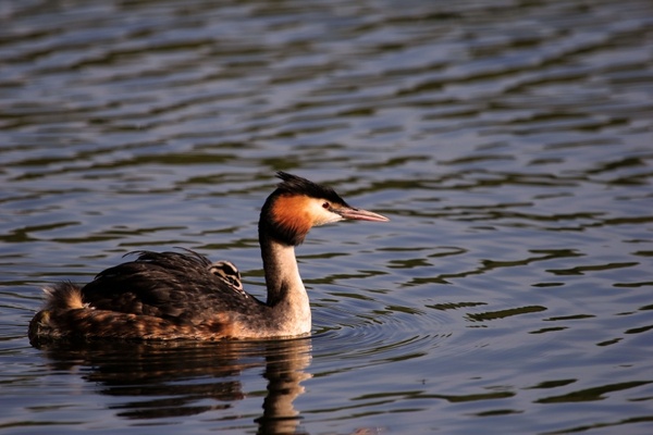 bird grebe great crested with chick feathers