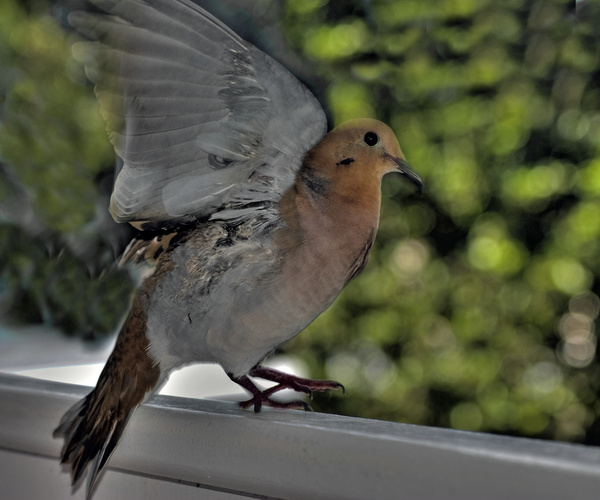 bird landing on balcony barbados