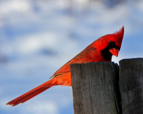bird nature cardinal