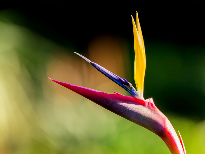 bird of paradise flower backdrop picture elegant closeup