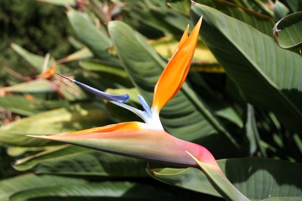 bird of paradise flower caudata exotic