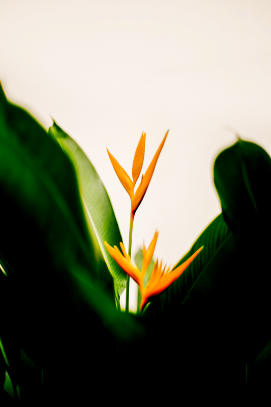 bird of paradise flower contrast realistic 