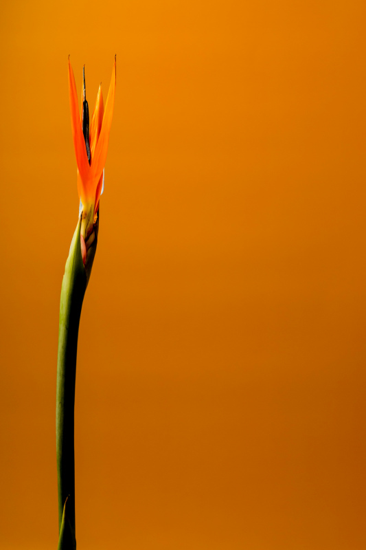 bird of paradise flower picture growing bud closeup 