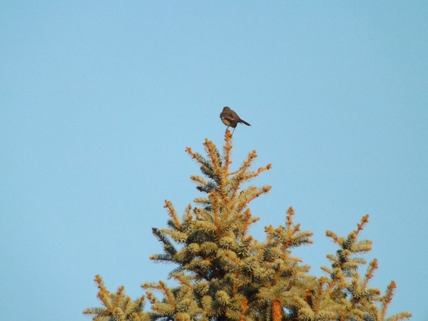 bird on a tree top