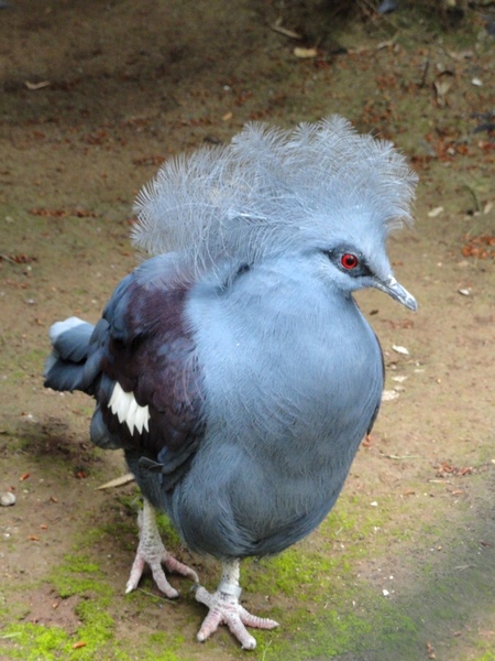 bird plumage color