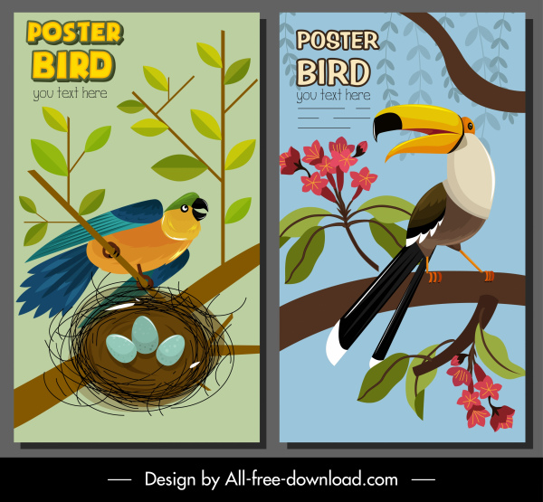 bird poster templates parrot toucan sketch colorful classic