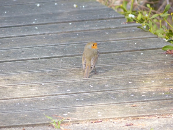 bird robin animal