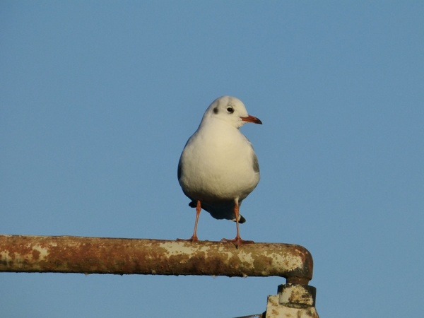 bird seagull plumage