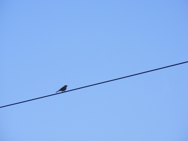 bird sitting wire