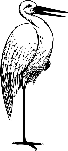 Bird standing vectors free download new collection