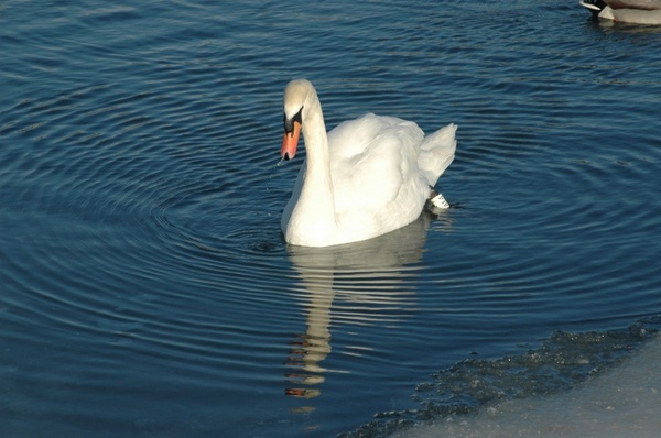 bird swan reflection