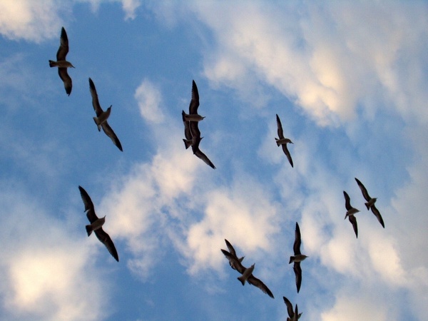 birds flying silhouette