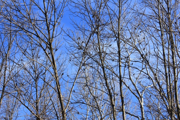 birds in the trees on the 400 trail in wisconsin