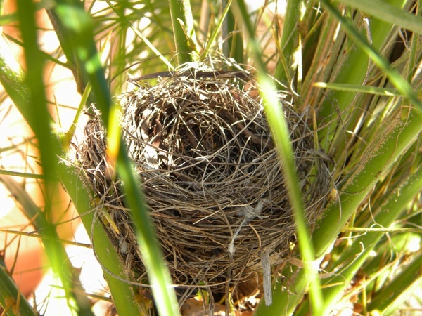 bird's nest nature nest