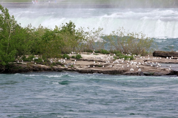 birds on an island in niagara falls ontario canada 