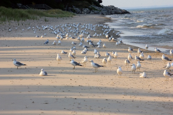 birds on the beach at point beach state park wisconsin 