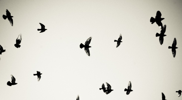 birds pigeons flying