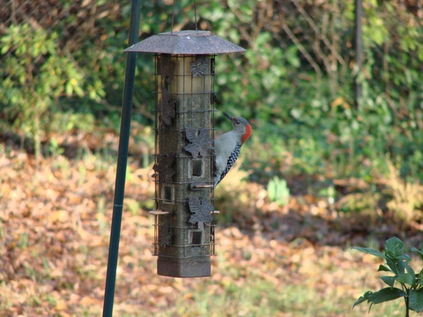 birds woodpecker animal 