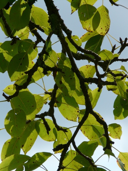 birnbaum leaves pear orchard