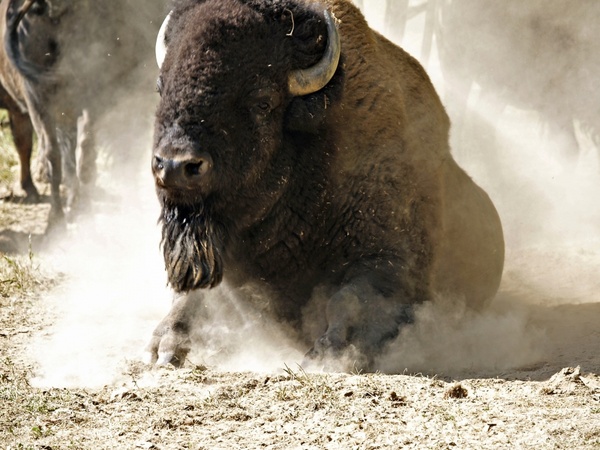 bison buffalo mammal