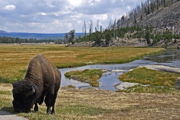bison graze animal