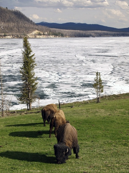 bison winter yellowstone national park