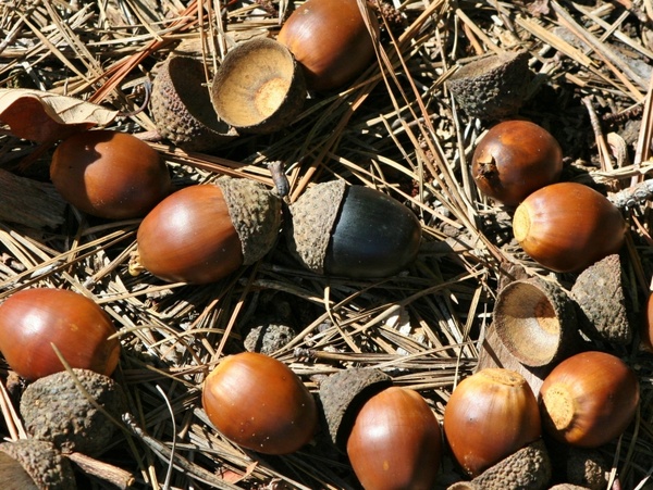 black acorn anomaly nuts