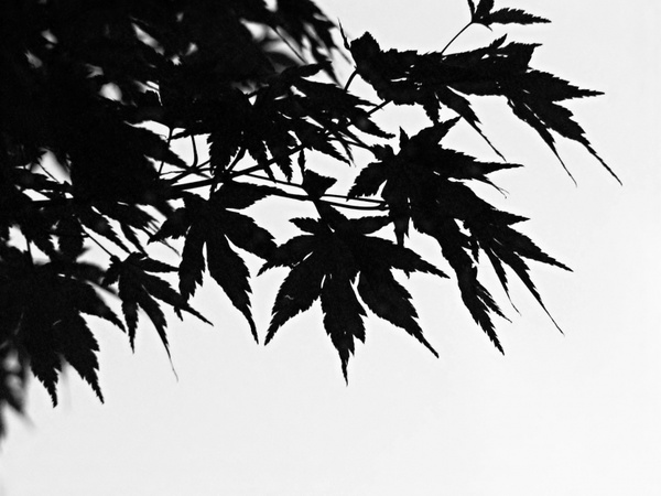 black amp white the leaves branch