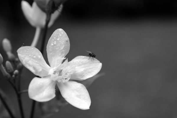 black and white flower background 2