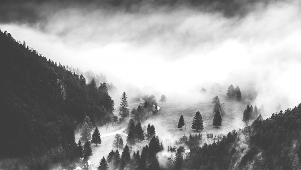 black and white fog forest lake landscape mist