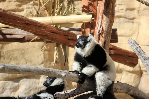 black and white lemur 