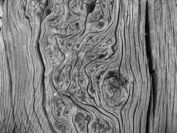 black and white photo wood trunk