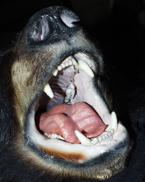 black bear animals british columbia