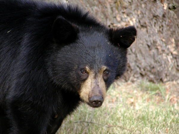 black bear wildlife animal