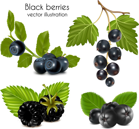 black berries vector illustration