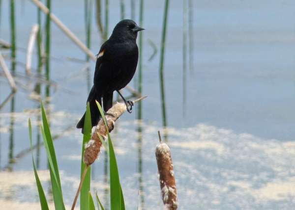 black bird wetland 