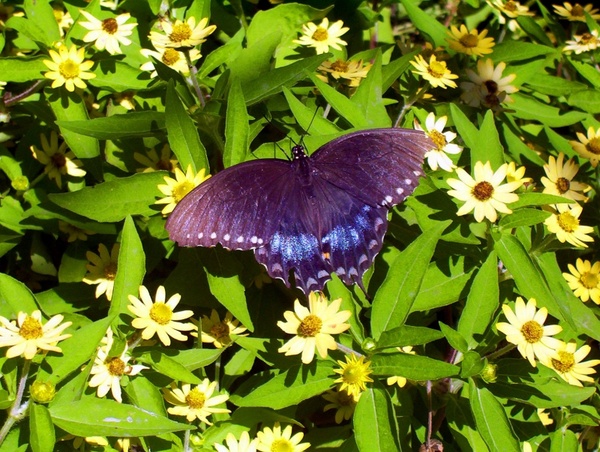 black butterfly flowers