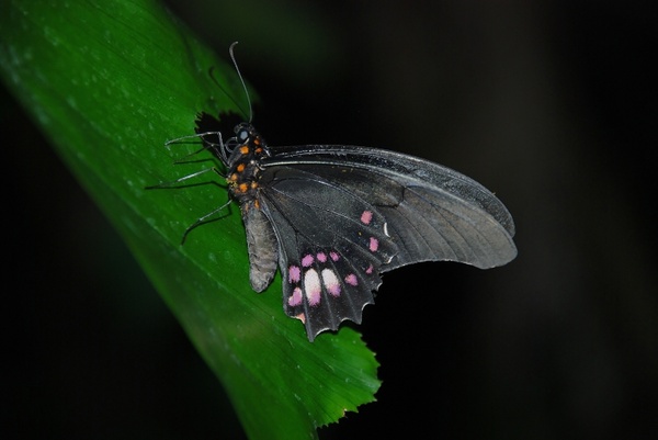 black butterfly fly