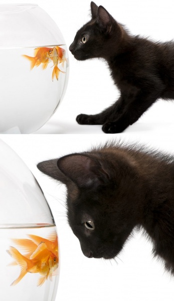 black cat and goldfish hd pictures