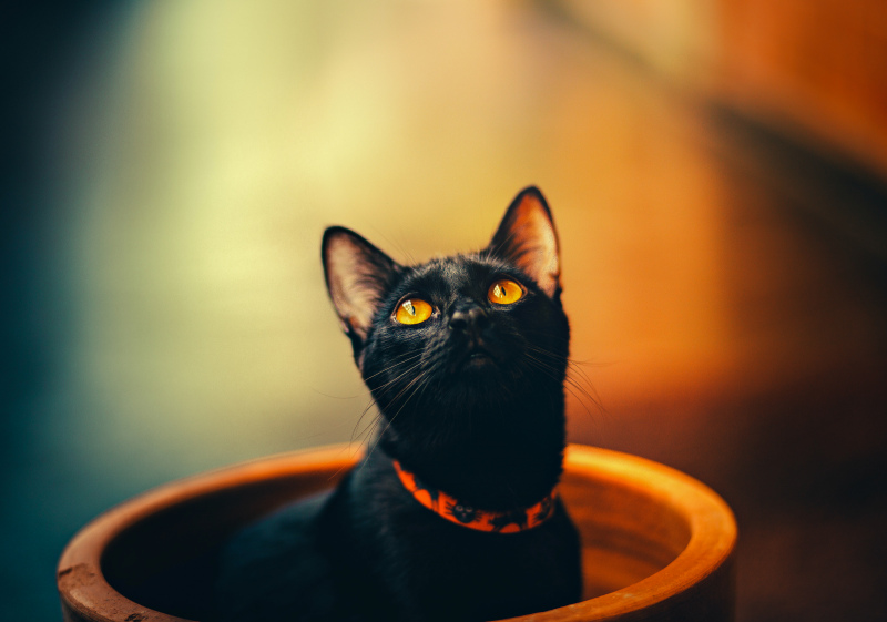 black cat picture dark elegance 