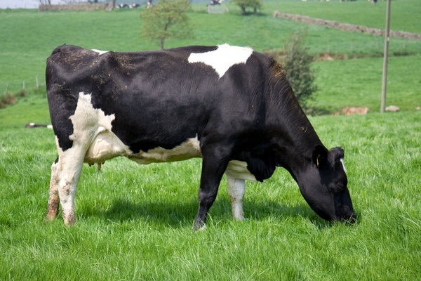 black cow 