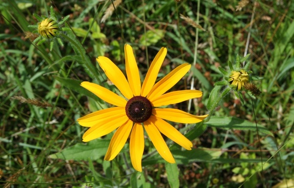black eyed susan yellow daisy wild flower