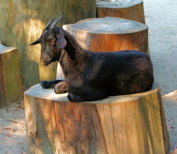 black goat sleepy resting
